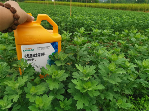 菊花種植,水溶肥廠家，翠姆