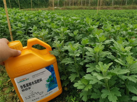 菊花種植,水溶肥廠家，翠姆